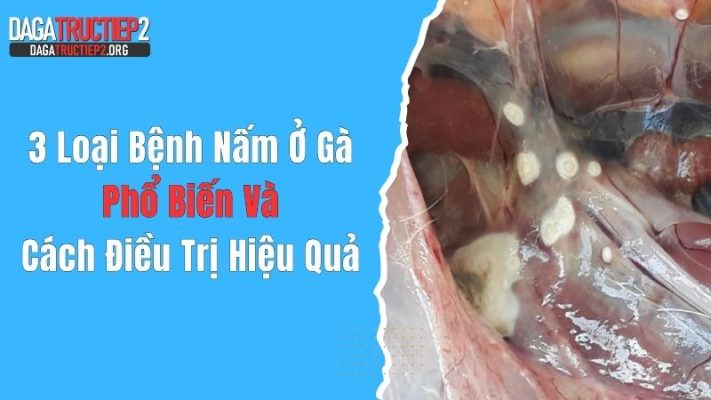 3 Loại Bệnh Nấm Ở Gà Phổ Biến Và Cách Điều Trị Hiệu Quả