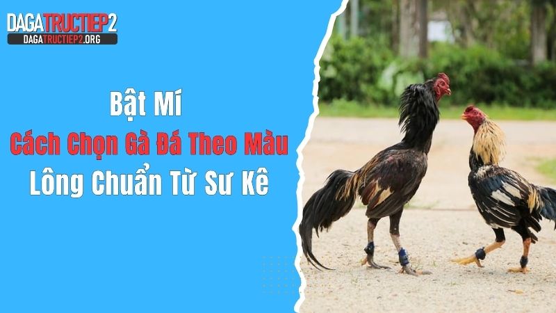 Bật Mí Cách Chọn Gà Đá Theo Màu Lông Chuẩn Từ Sư Kê