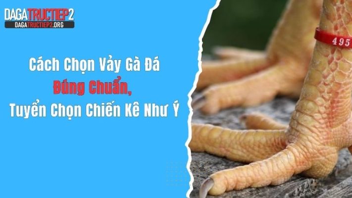 Cách Chọn Vảy Gà Đá Đúng Chuẩn, Tuyển Chọn Chiến Kê Như Ý