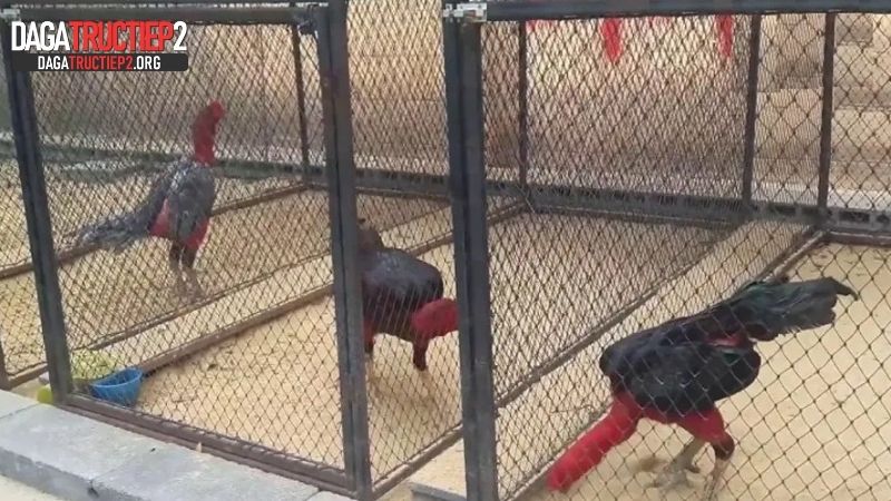 Cách làm chuồng gà chọi bằng sắt nhanh chóng