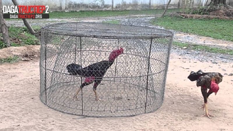 Cách nuôi gà đá chân mạnh chạy lồng hiệu quả