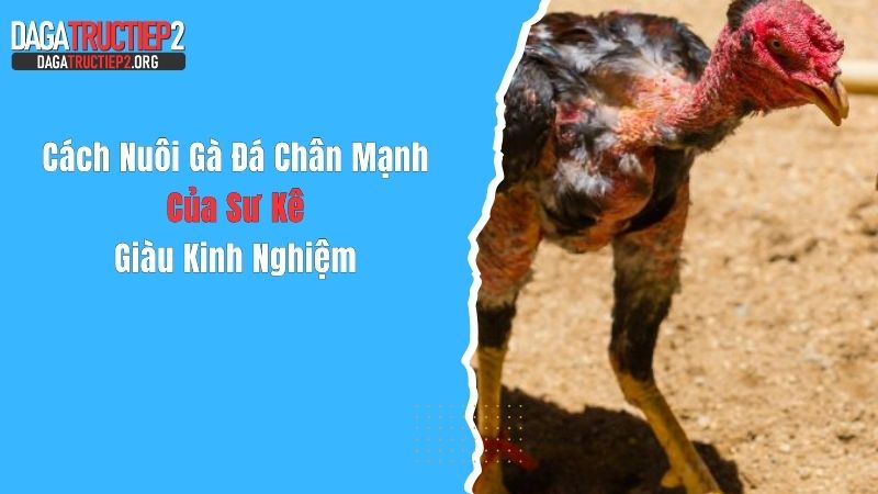 Cách Nuôi Gà Đá Chân Mạnh Của Sư Kê Giàu Kinh Nghiệm