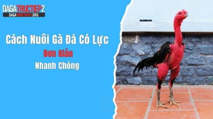 Cách Nuôi Gà Đá Có Lực Đơn Giản, Nhanh Chóng