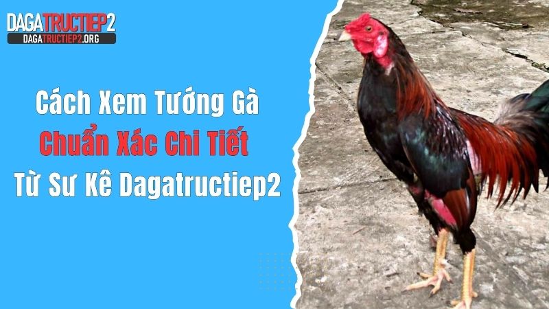 Cách Xem Tướng Gà Chuẩn Xác, Chi Tiết Từ Sư Kê Dagatructiep2
