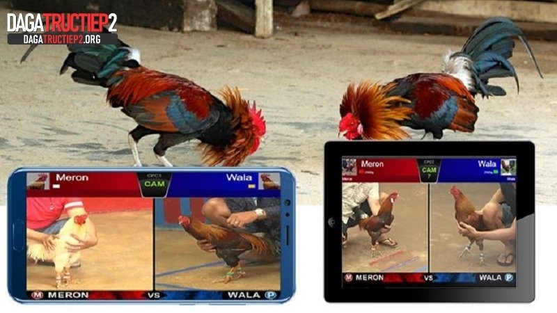 Chất lượng video Full HD cho trải nghiệm như tại sới thật