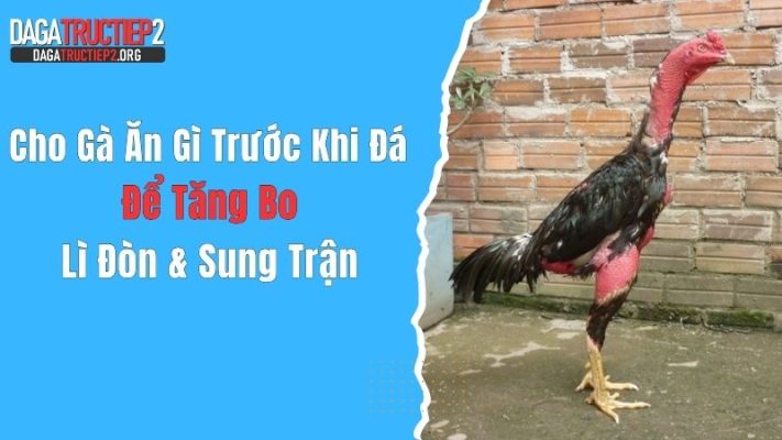 Cho Gà Ăn Gì Trước Khi Đá Để Tăng Bo, Lì Đòn & Sung Trận