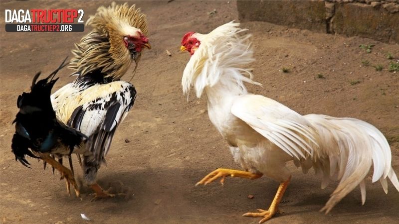 Lưu ý trong cách chọn gà đá theo màu lông Dagatructiep2