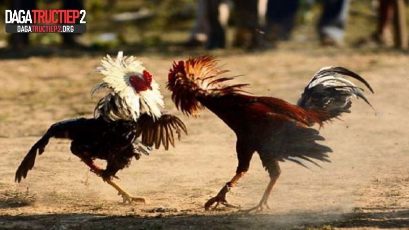 Nguyên tắc cần nắm giúp nuôi gà chọi chân mạnh