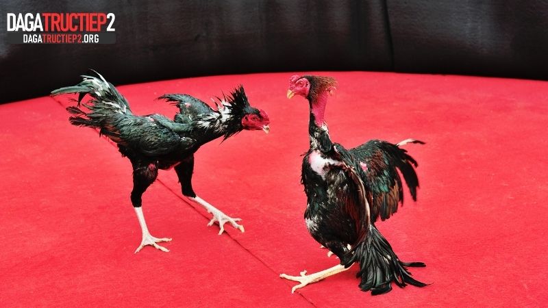 Những tiêu chí không thể bỏ qua trong cách xem tướng gà