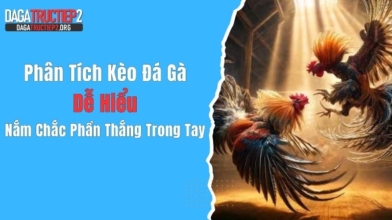 Phân Tích Kèo Đá Gà Dễ Hiểu, Nắm Chắc Phần Thắng Trong Tay