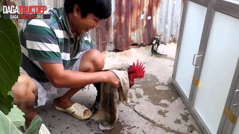 Tại sao cần tắm cho gà cựa sắt