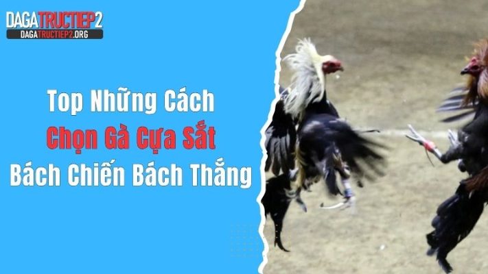 Top Những Cách Chọn Gà Cựa Sắt Bách Chiến Bách Thắng